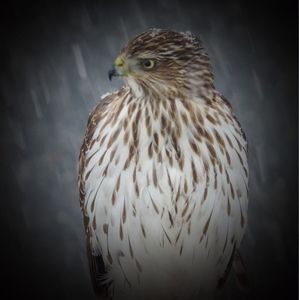 Meet your Posher, Jill